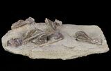 Plate Jimbacrinus Crinoid Fossils - Australia (Special Price) #68357-9